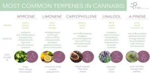 Terpener fra hampplanten