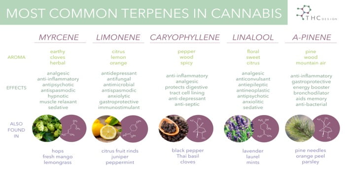 Terpener fra hampplanten