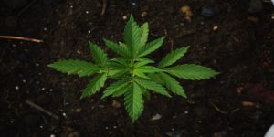 Industrihamp i Danmark – Cannabis Sativa