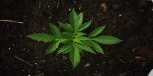 Industrihamp i Danmark – Cannabis Sativa