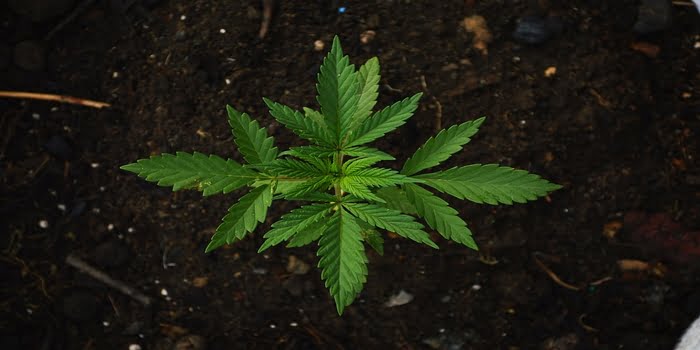 Industrihamp i Danmark – Cannabis Sativa