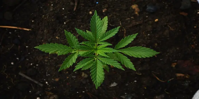 Industrihamp i Danmark – Cannabis Sativa