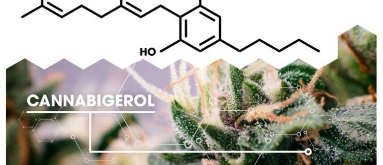 What is CBG – and why is it becoming so popular in Europe?