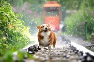 CBD Olie til kæledyr