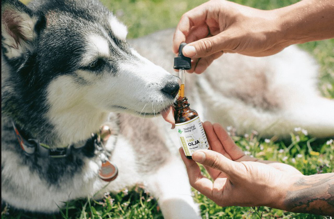 CBD Olie til Hunde