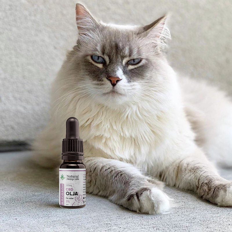 CBD Olie til katte 1